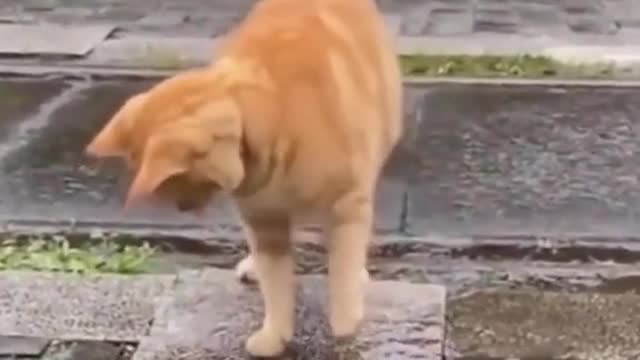 watch it again # cat # funny # cat is about to become # cute # cat