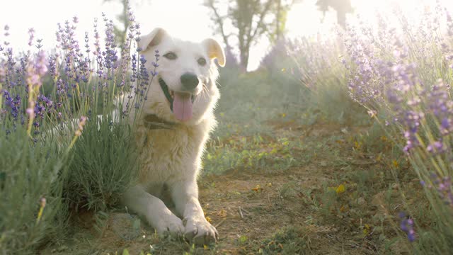 Decoy Doggin with Wyoming Predator Hunts LLC 2020