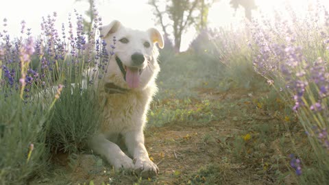 Decoy Doggin with Wyoming Predator Hunts LLC 2020