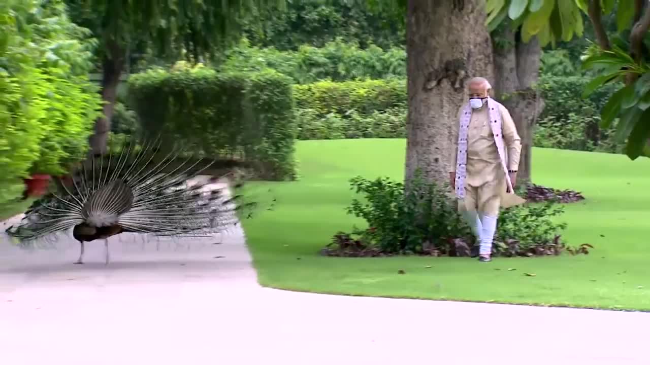 Peacocks being fed by PM Modi