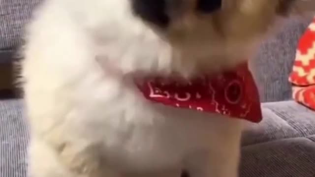 Funny and cute dog try not to lough #shorts