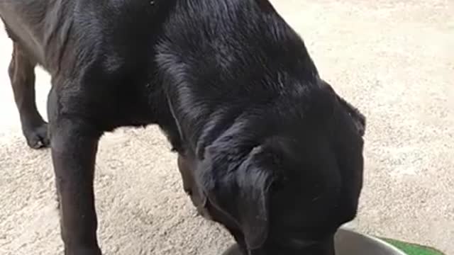 Thirsty Labrador dog slurps water in a adorable way...