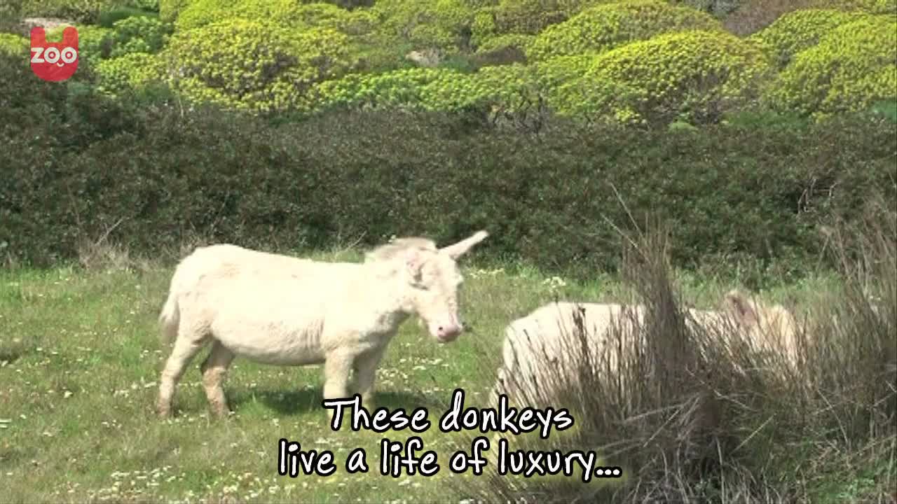 Amazing Albino Animals