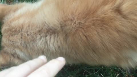 cute cat loves affection