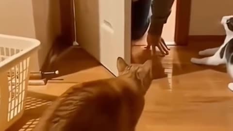 funny animals