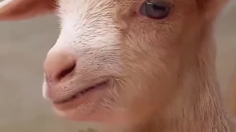 Animal comedi video