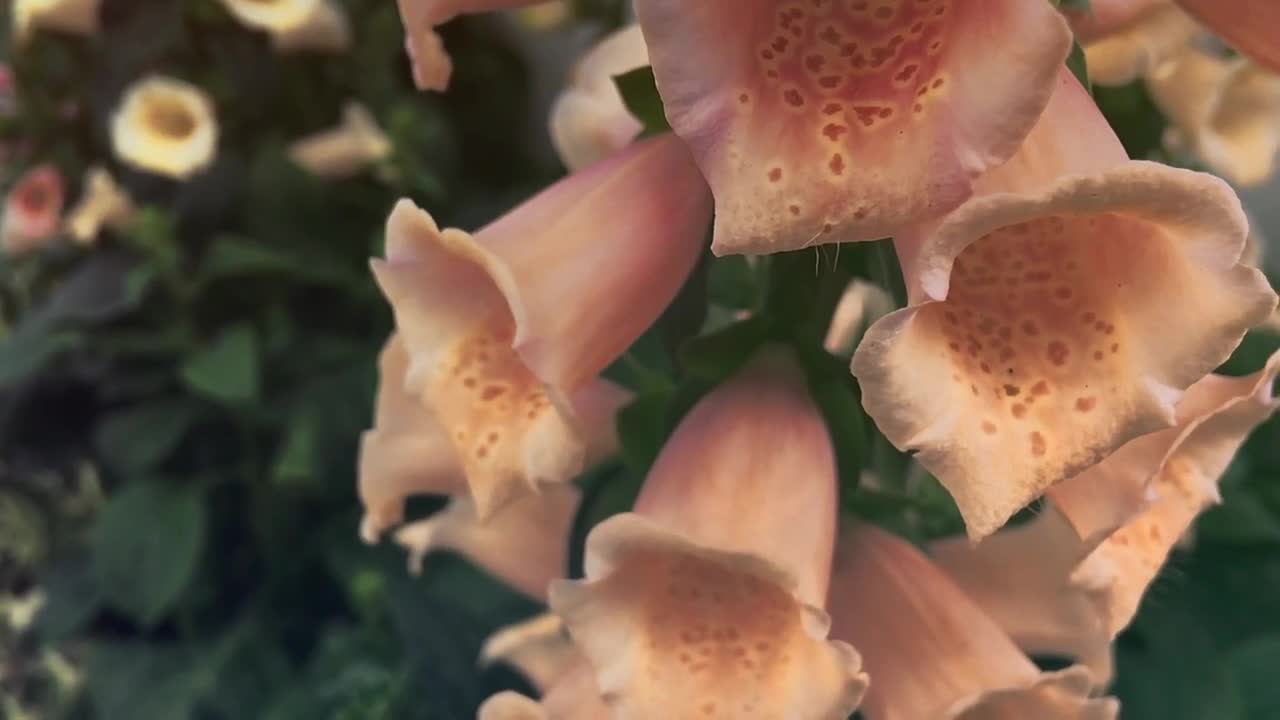 World Most Beautiful Flowers / Beautiful Blooming Flowers Timelapse