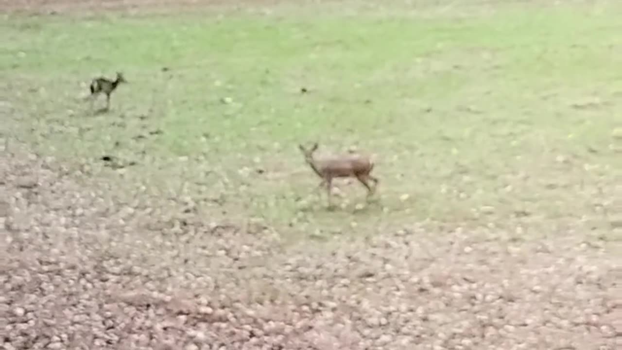 Thanksgiving deer hunt