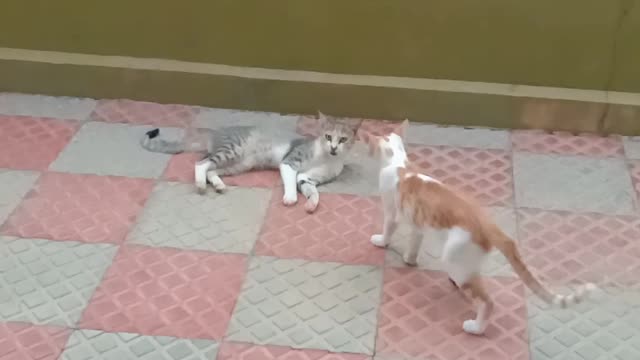 Cute Cats fighting and playing