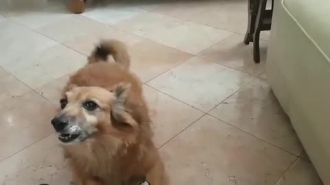 La la dog decides when it's time to play
