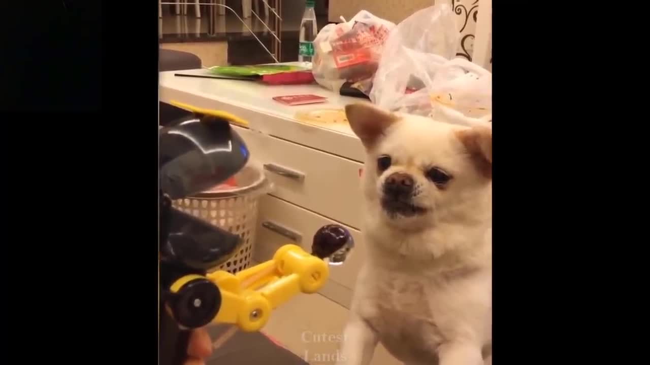 Funny are these creatures