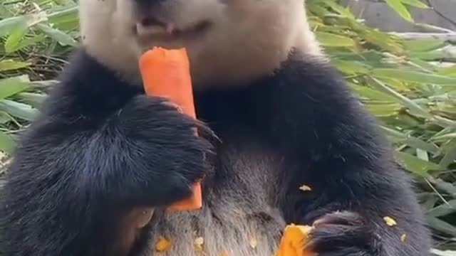 cute eating carrot😘😘😍😍