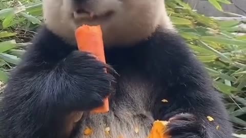 cute eating carrot😘😘😍😍