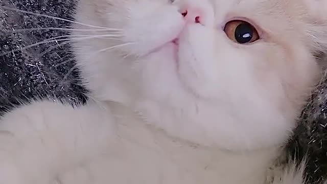 No matter how gentle a cat is, it's like taking a bath