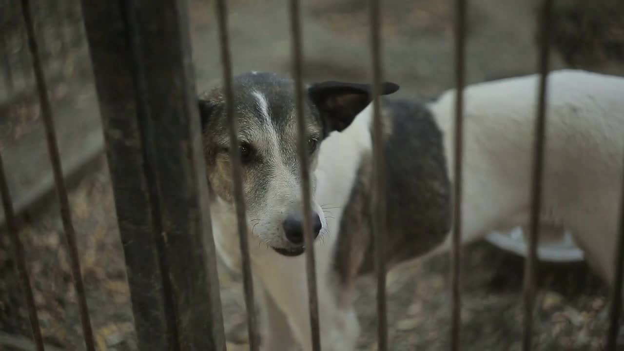 Stray dogs in the shelter