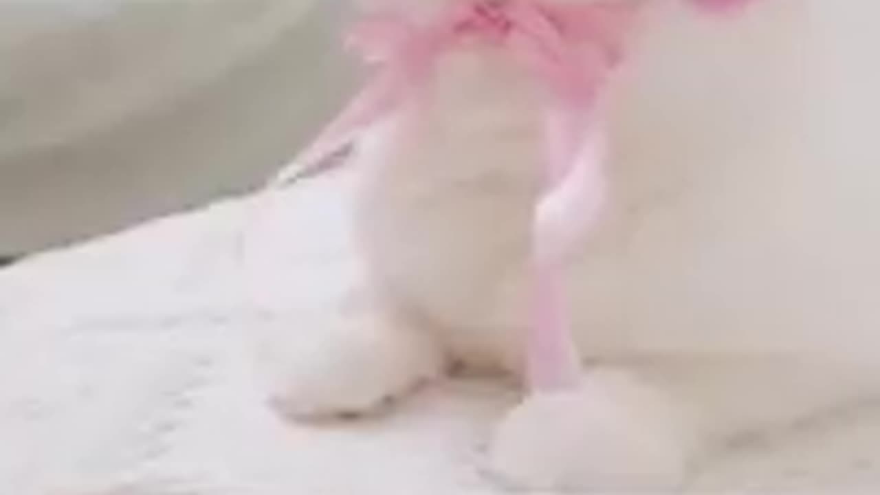 Cute cat