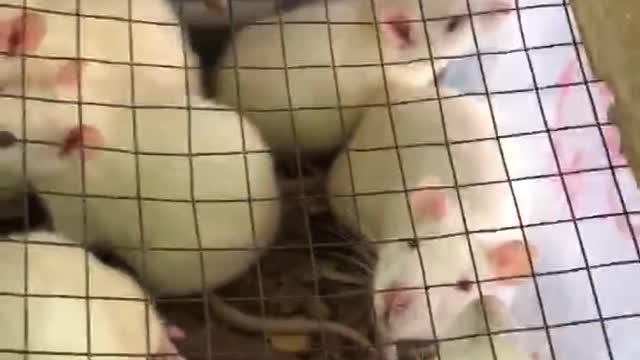 Breeding of rats