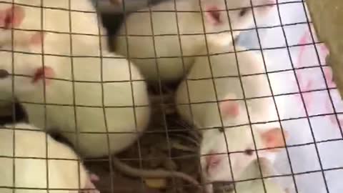 Breeding of rats