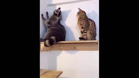 Some intelligent Animals With Special Skills