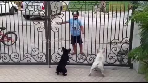 Indian Kid Funny Dance In Front Of Dogs