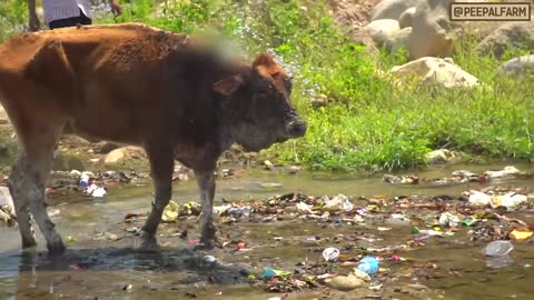 Kyun hum insaanon ko gaay ko maa kahna band kar dena chahye | Cow Rescue