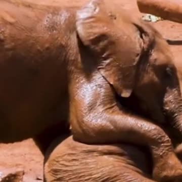 Baby Animals #shorts #animals #relaxing #baby (2)