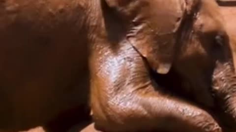 Baby Animals #shorts #animals #relaxing #baby (2)