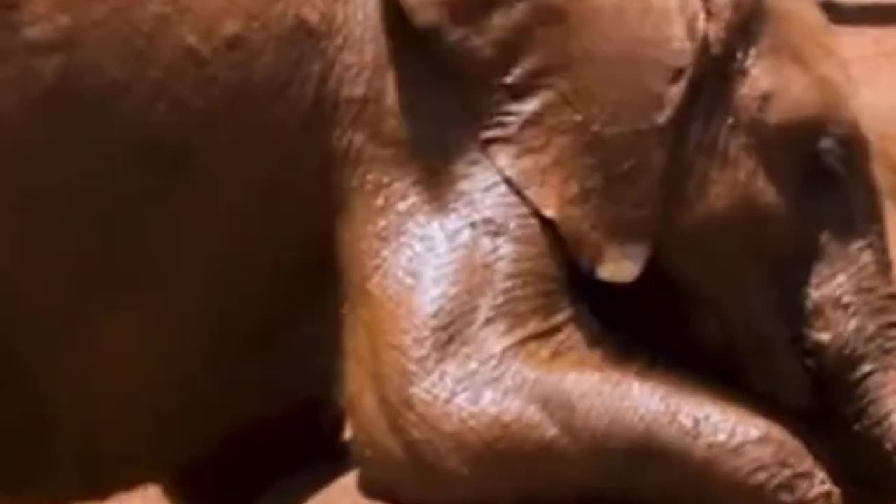Baby Animals #shorts #animals #relaxing #baby (2)