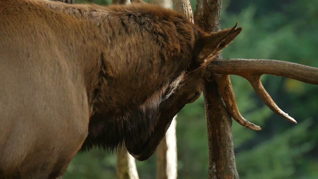 Close up of large Elk sharpening antlers on a tree