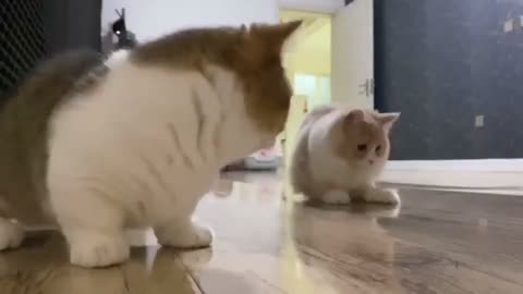 Two chubby cats