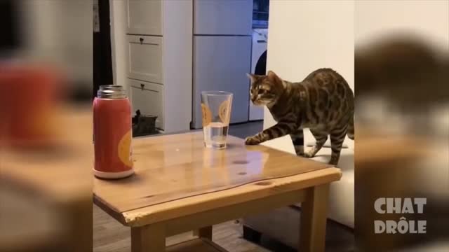 Chats drôles 1