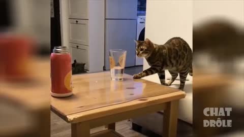 Chats drôles 1