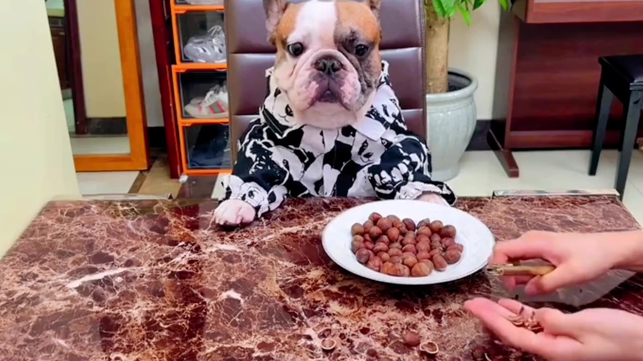 Dog's unlucky moment, both heartbreaking and funny, too unlucky