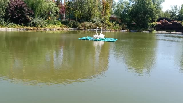 There are two swans around the lake