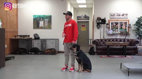 Having trouble with your dog Watch this dog training video