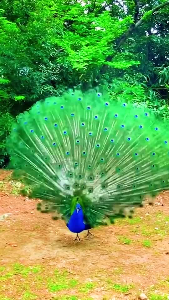 Peacock dance part 14