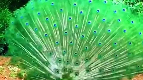 Peacock dance part 14