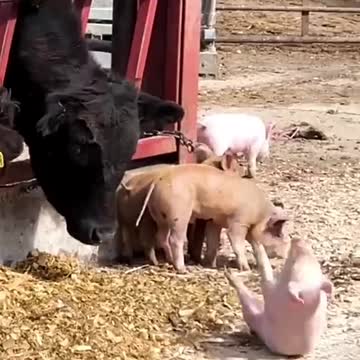 😂 Funny Animals Fails 😍 Dogs, Cats, Pigs etc.