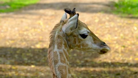 Giraffe's baby || Amazing video|| 4K ULTRA HD