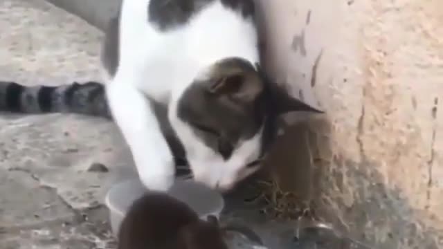 mouse and cat eat together