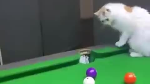 Funniest _ cats _ video 😆😆