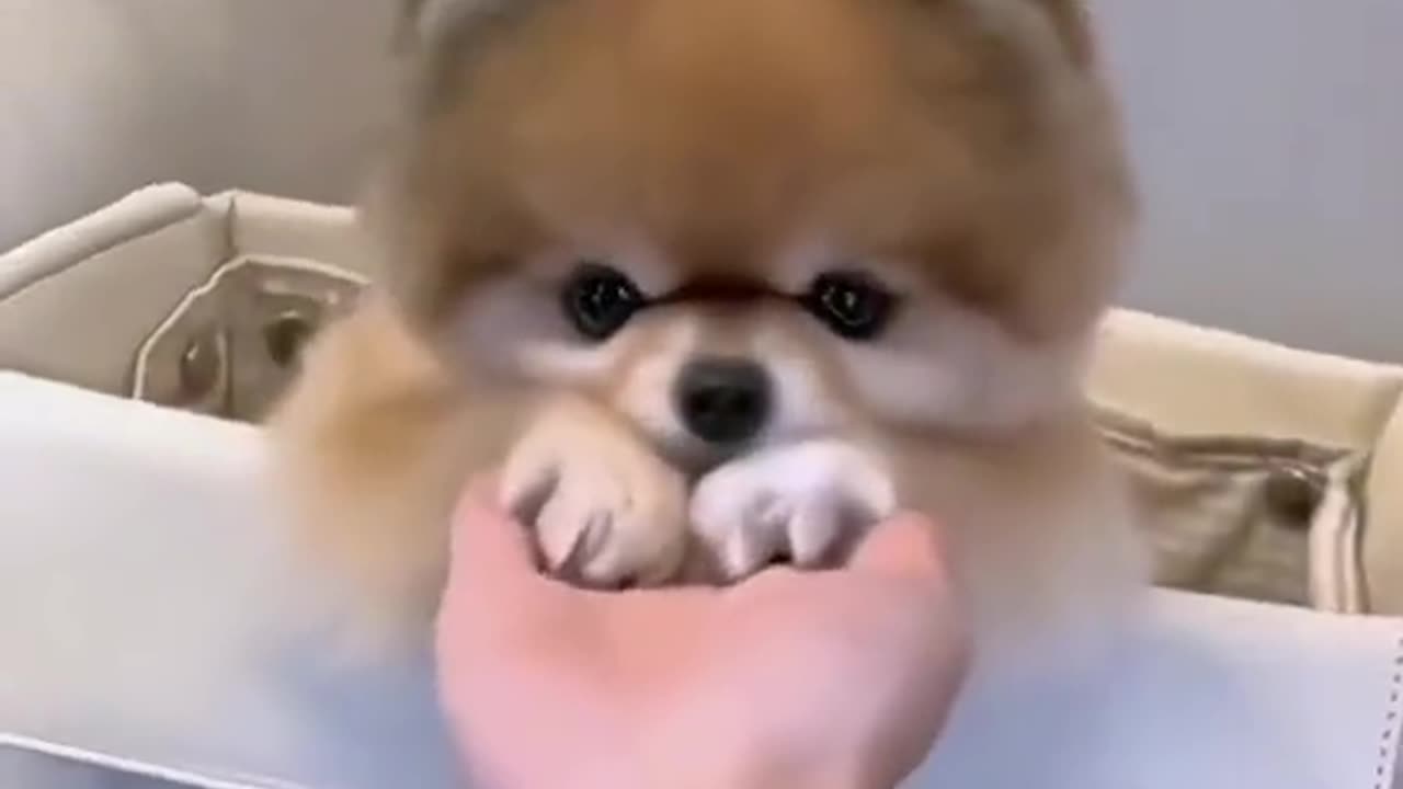 Cute dog😍