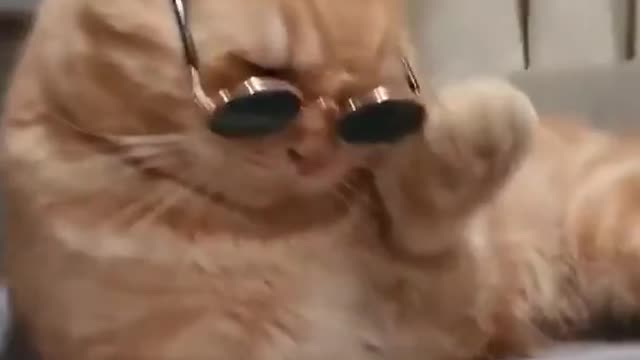 Cats style - smart cats - sunglass cats - viral cats