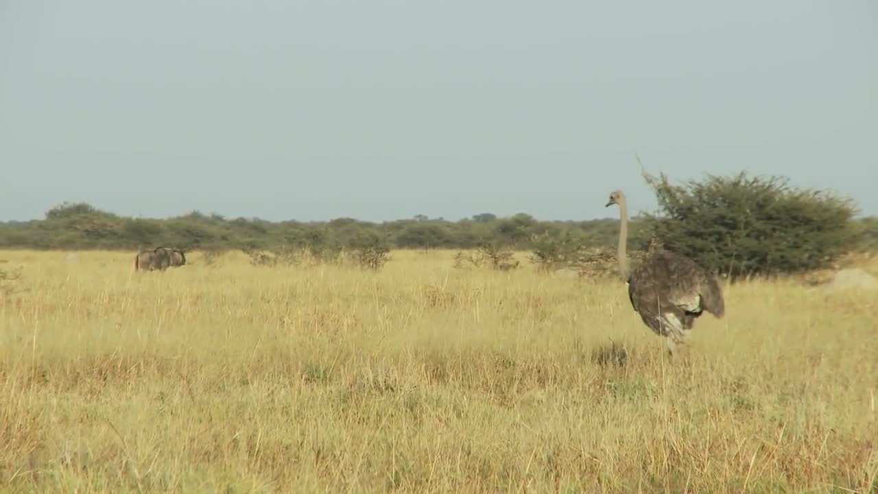 Who win the race