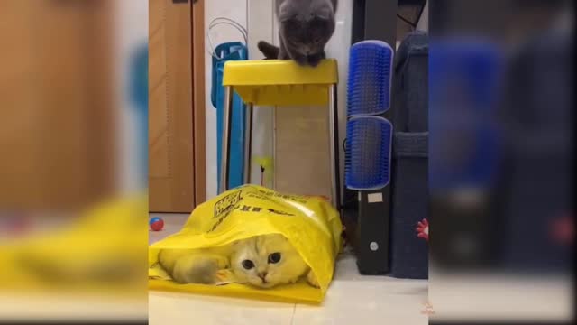 Cute cat video 🥰