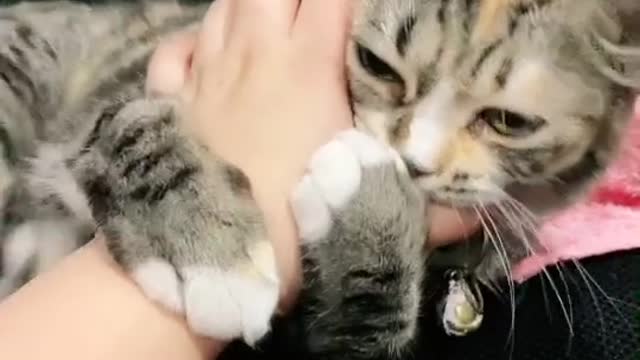 ADORABLE CATS -1