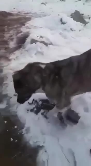 Animals frozen in place