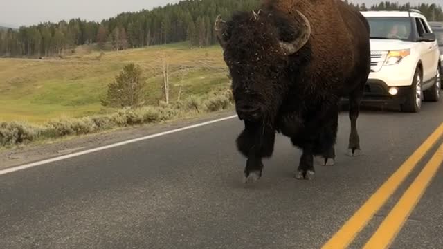 Bison in Yellowstone National Park