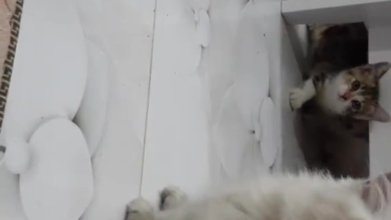 Cat lovers