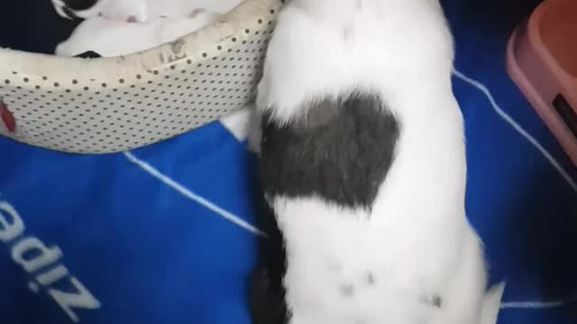 Bodyguard puppy